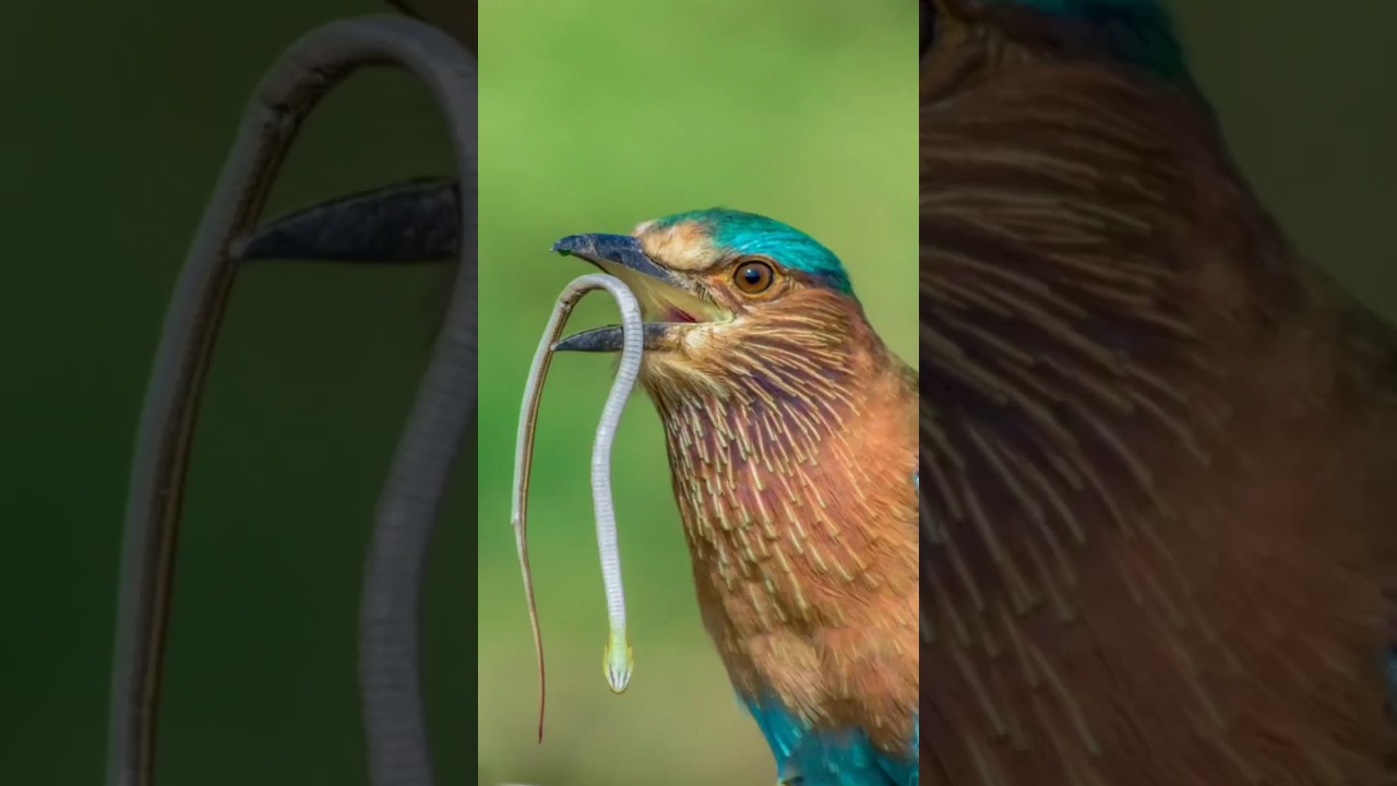 Best bird photography 