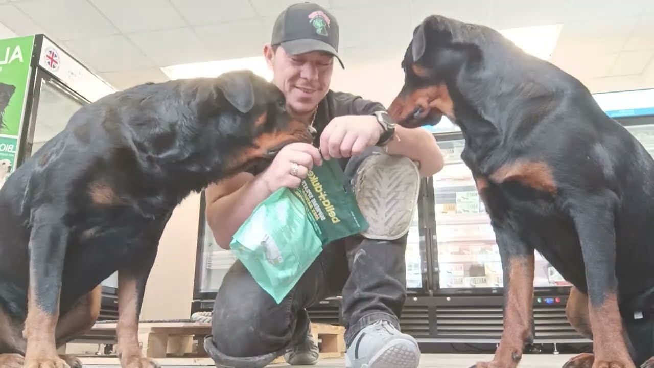 Do Rottweilers Love Sprats? 🐶 | Bella & Duke Treat Review!