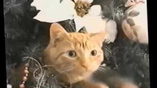 Смешные кошки и собаки   забавный кот видео, которые заставят вас смеяться
