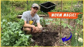 Dumping Out My Worm Bin | Dirt TRANSFORMED