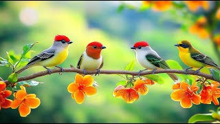 Birdsong🕊️🕊️🕊️ & Piano:  Unleash Your Focus Power -  A Tranquil Escape