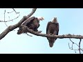 Bald Eagles Mating  The Best Video YOU WILL EVER SEE!!!!!!