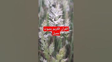 القرآن الكريم بصوت جميل #قرآن #اكسبلور #quran #تيك_توك #القرآن_الكريم #لايك #راحة_نفسية