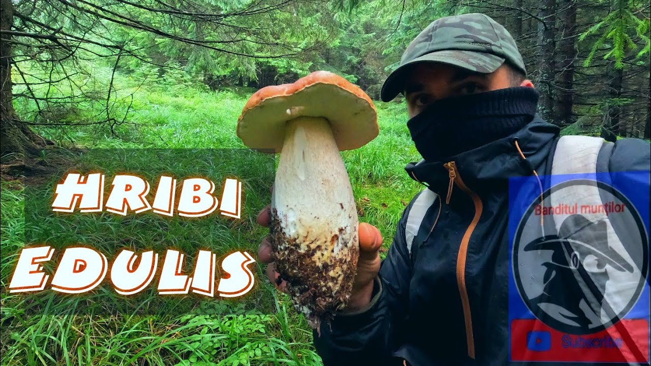 HRIBI după ploaie! EDULIS! MUNȚII APUSENI!