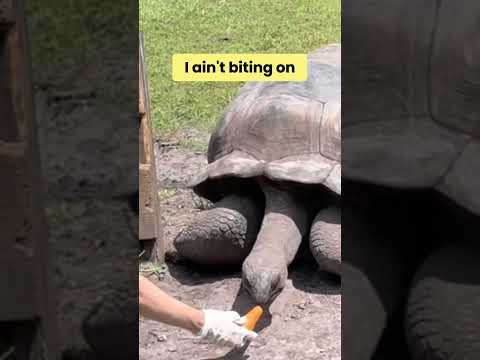 This Tortoise Knew Exactly What It Was Doing