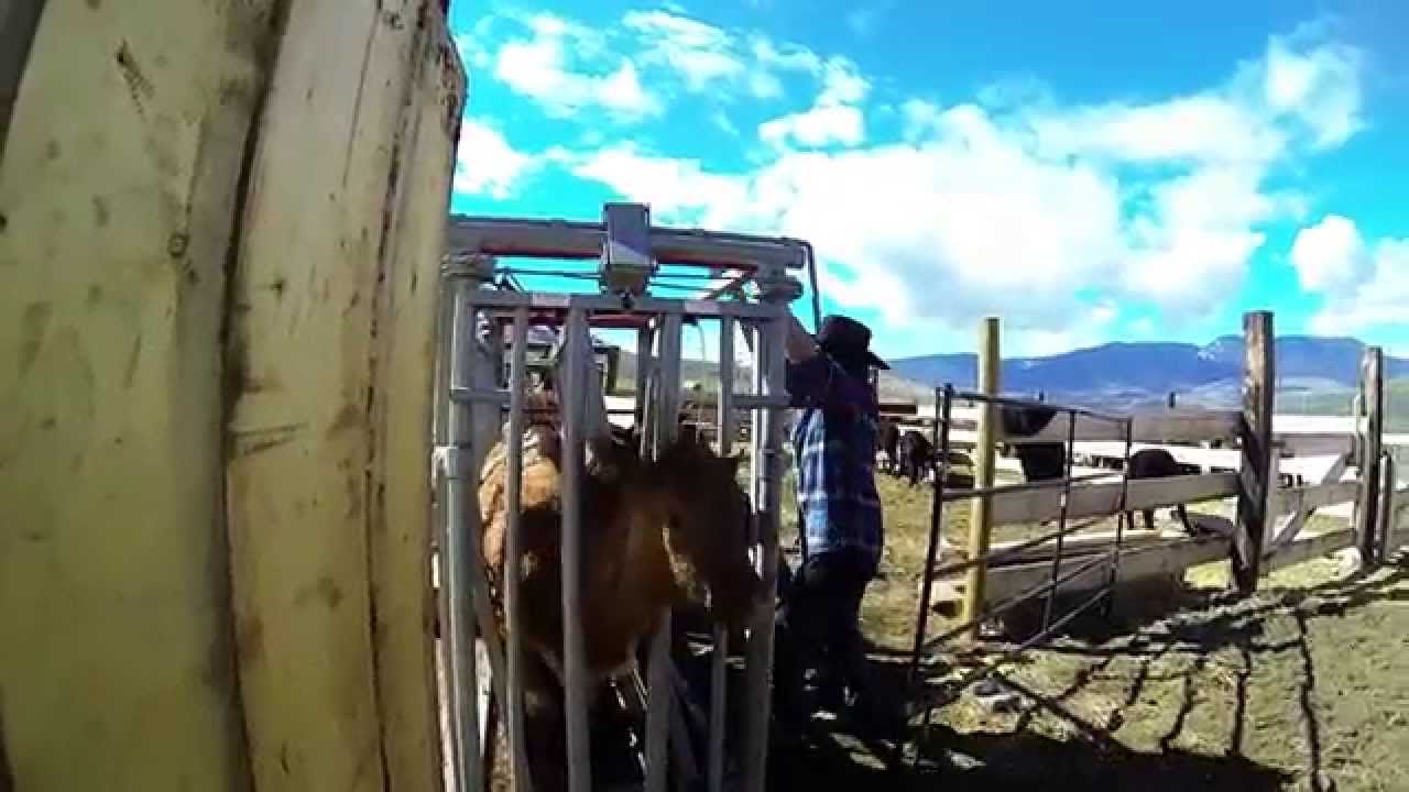 Sundance Guest Ranch: Working With Cattle