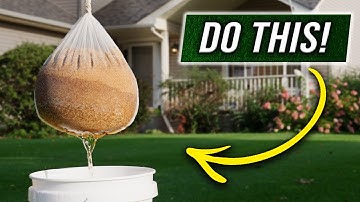 The FASTEST way to Grow Grass Seed!!