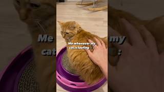 Whenever my cat LOAFS 🍞#catloaf #shorts
