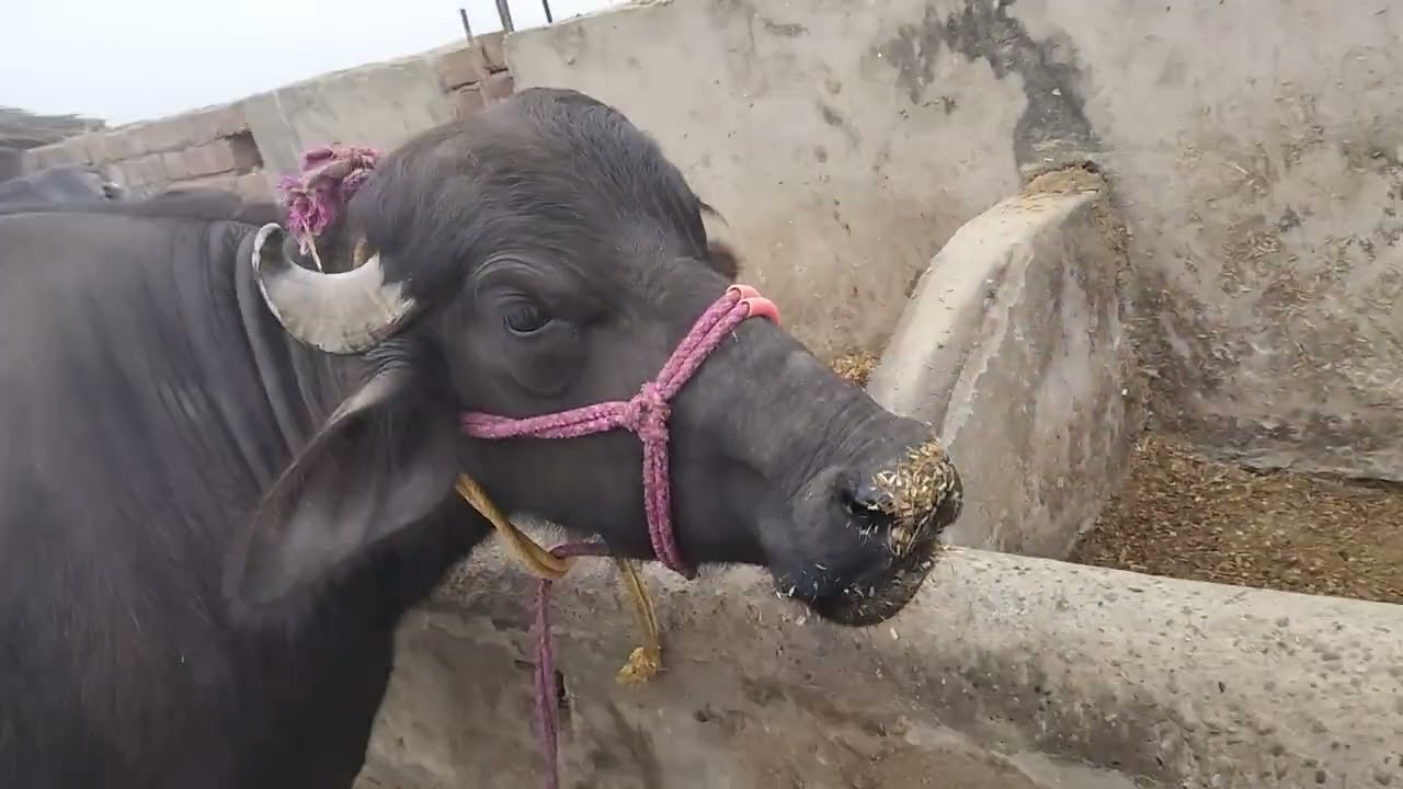 Yadav dairy farm murra bhains यादव डेयरी फॉर्म मुर्रा भैंस साहिवाल और जर्सी गाय 