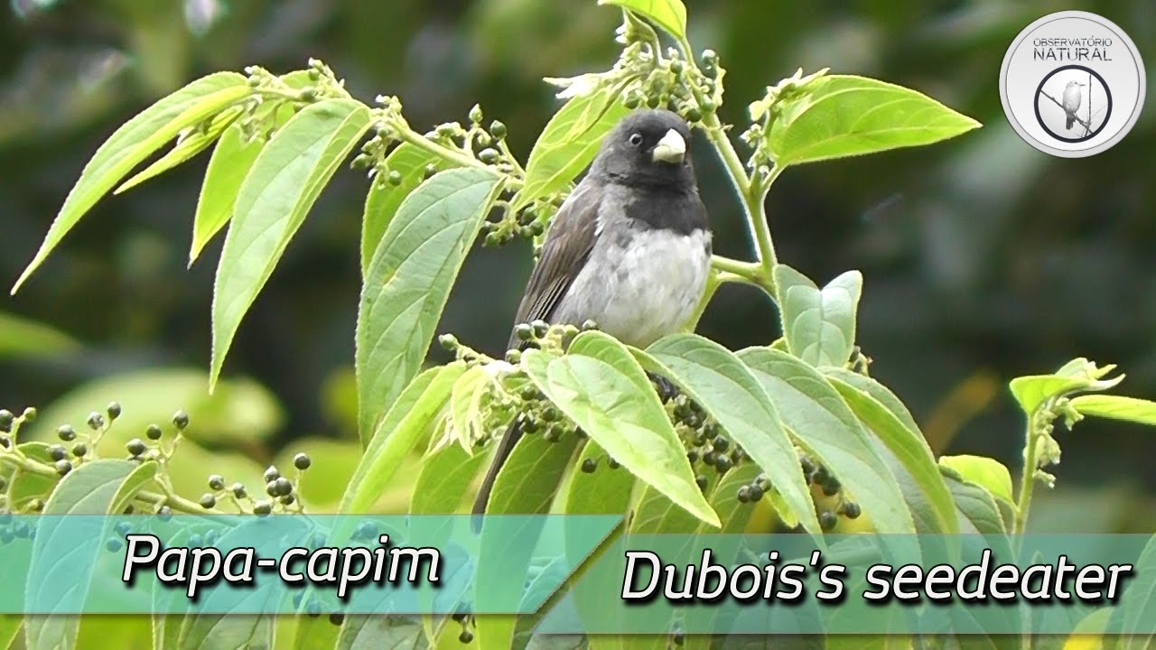 Papa-capim-de-costas-cinza(Dubois's Seedeater)