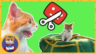 Случилось ужасное! Youtube обрезал наше видео! Продолжение катания Рыжика с горки Случилось ужасное! Youtube обрезал наше видео! Продолжение катания Рыжика с горки