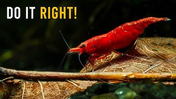 Red Cherry Shrimp CARE & Breeding Guide For Beginners (Easy Tips!)