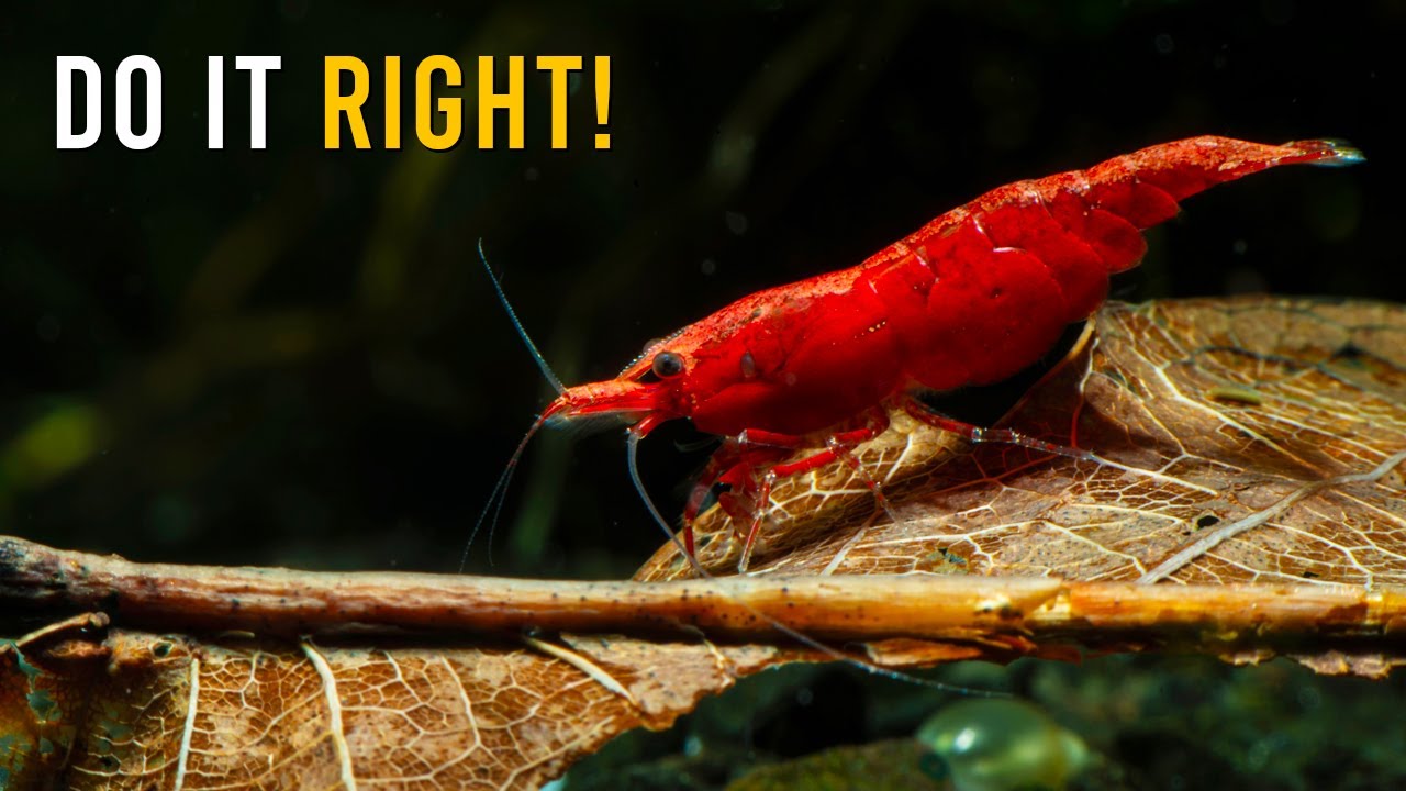 Руководство по уходу и разведению креветок «Красная вишня» для начинающих (простые советы!)