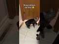 THIS Is Why Cats Don T Meow At Eachother 