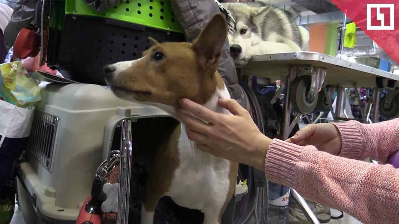 Выставка собак