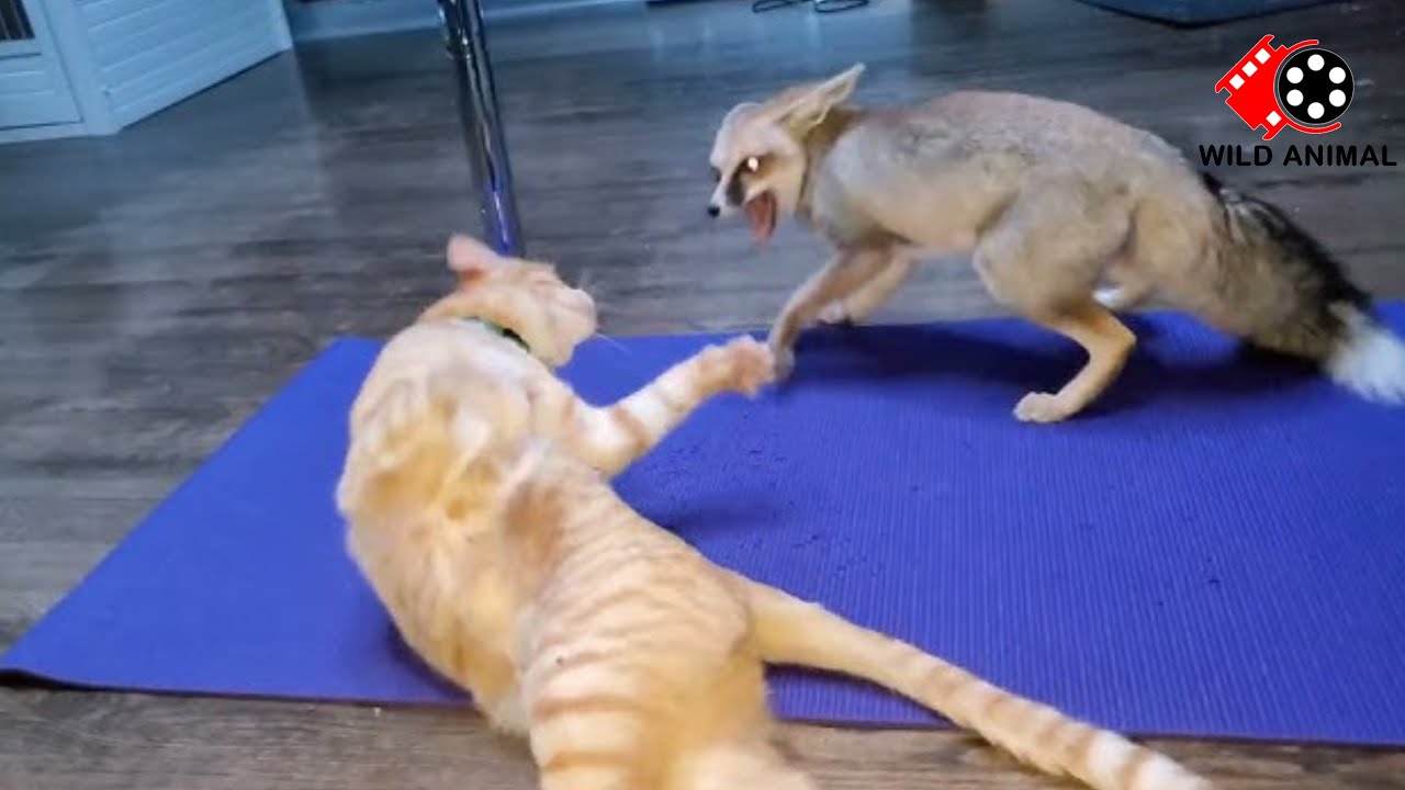 TOP 10 Cats  vs Wildlife Fight Caught on Camera -Cats Angry Compilation 2025- Wild Animals #5