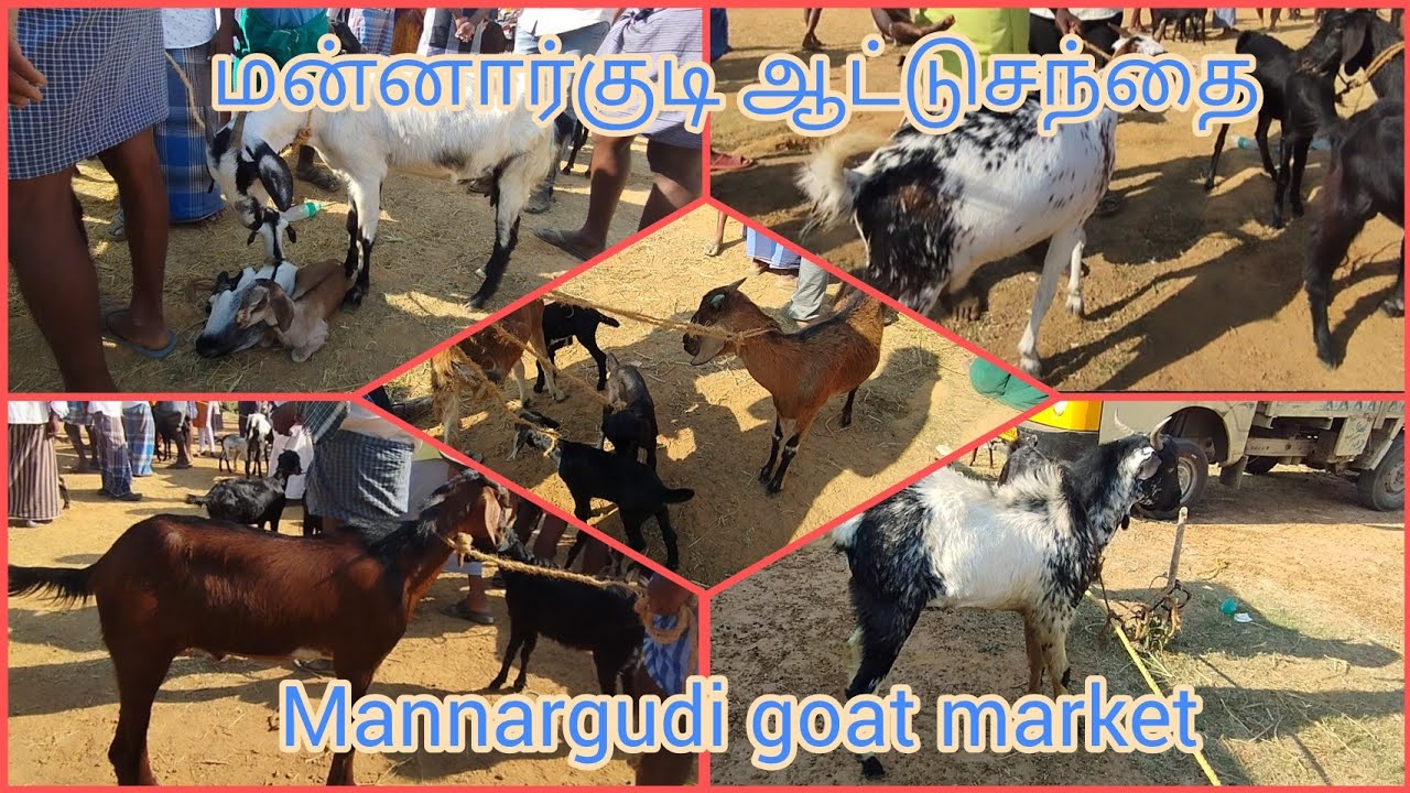 மன்னார்குடி ஆட்டுசந்தை|mannargudi goatmarket|#goatmarkettamilnadu@Deltakaalnadaisanthai#thiruvarur