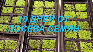 10 ДНЕЙ ОТ ПОСЕВА СЕМЯН . ТАБАК .