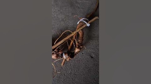 #sâm_lai_châu_rừng Củ sâm rừng dài 20cm, 15 năm tuổi trọng lượng 60gram 3.5tr  #sâm_lai_châu_rừng