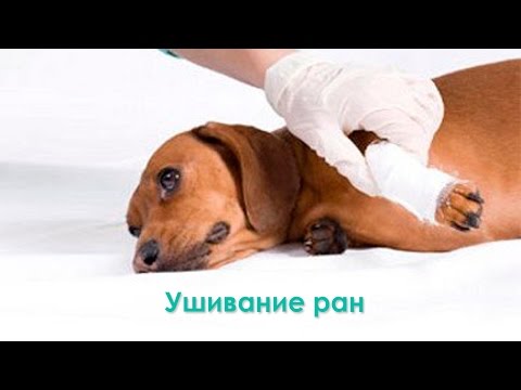 Ушивание ран. Ветеринарная клиника Био-вет.