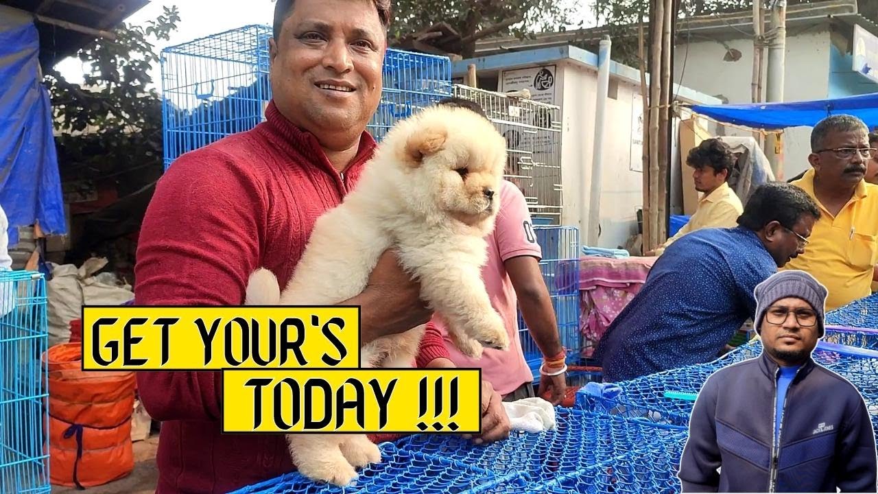 Recent Dog Puppy Price Update l Gallif Street Pet Market Kolkata l Dog Price l Galiff Street