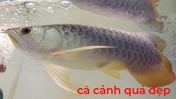  Tham Quan Tiệm Cá Cảnh của anh Thạnh tại Biên Hòa Đồng Nai có các loại cá cảnh cực kỳ đẹp