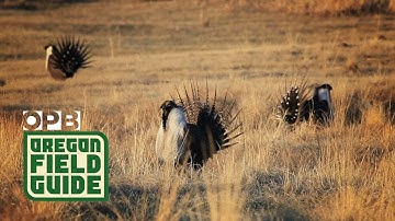 The Strange Mating Ritual Of The Sage Grouse