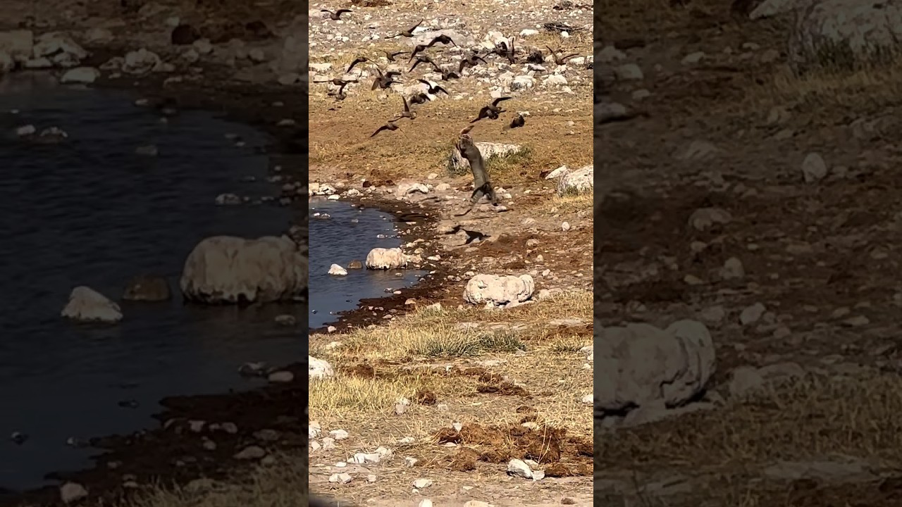 African Wild Cat catches bird mid air 