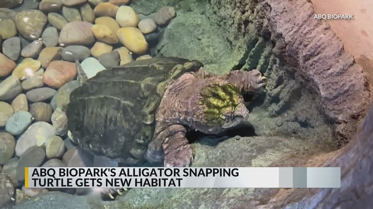 ABQ BioPark's Reptile House reopens