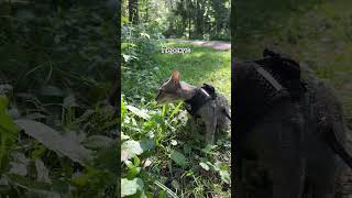 Мы ведем активный образ жизни 😎😂#прогулкивлнсу#котята#собака#дружба#❤️