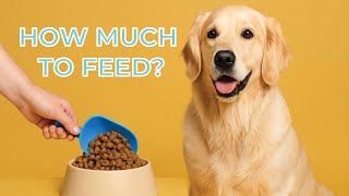 The Easiest Way to Calculate Your Dog’s Portion – No Apps Needed