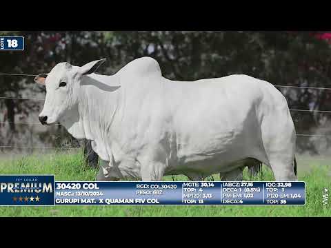 LOTE 18   30420 COL