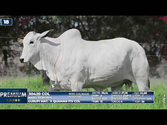 LOTE 18   30420 COL