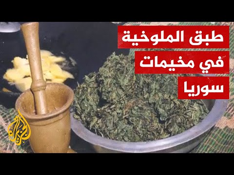 الملوخية السورية.. أسرة نازحة تطبخ الطبق الشهير في مخيم بريف حلب