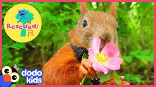 Nicest Guy Rescues Little Squirrel And Becomes His Best Friend | Animal Videos For Kids | Dodo Kids