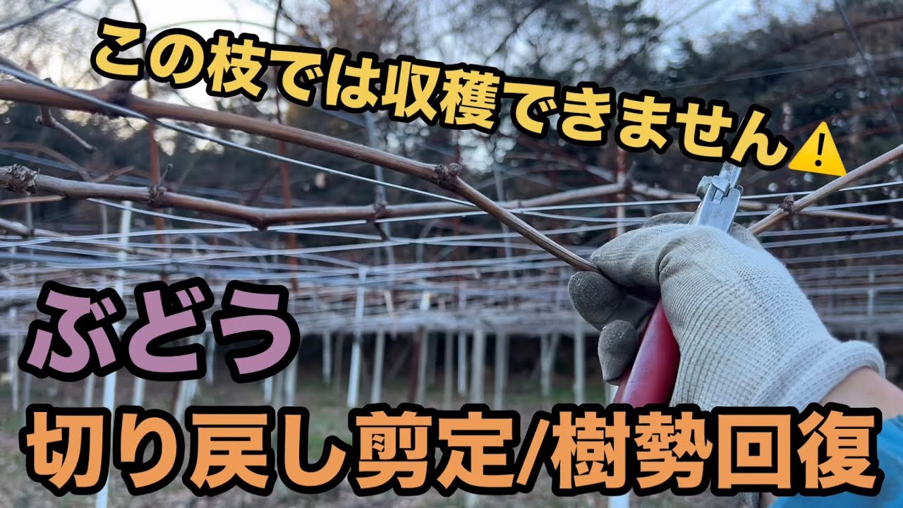 ぶどうの切り戻し剪定で樹勢回復〜ぶどうの粒が大きくなる！？シャインマスカットで実演〜2024-01-04