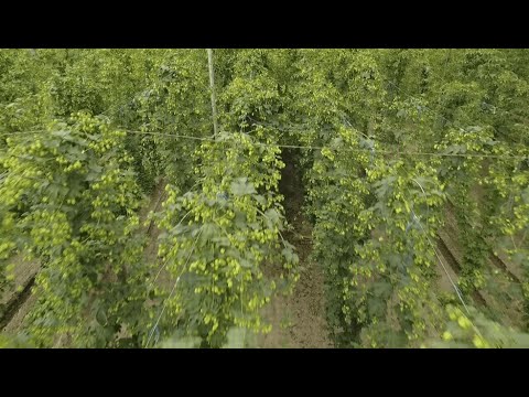 SORACHI 1984 ブランドストーリー6 エピローグ