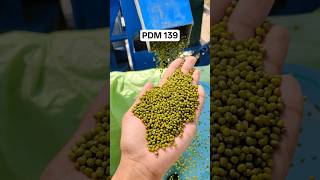 1 Acre Khet Mein Moong Ka Kitna Utpadan? 🌾 | PDM 139 Variety Result #shorts #farming #agriculture