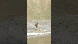 잘 지내시죠? #쇠오리 #birds #birdwatching #birdlife #숑숑이라이프