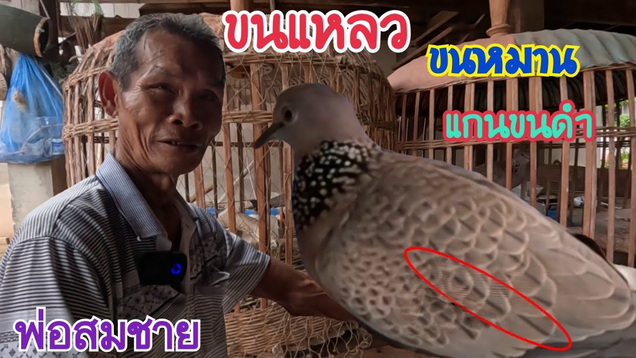 สูตรดูนกเขาใหญ่ /ขนแหลว /นกหมาน/ 🕊️หมึกสนับปีกเรียงกัน🕊️