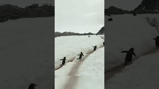Very busy little gentlmen from Antarctica