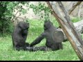 НАМ С БРАТОМ СКУЧНО НЕ БЫВАЕТ! (из жизни горилл Московского зоопарка)