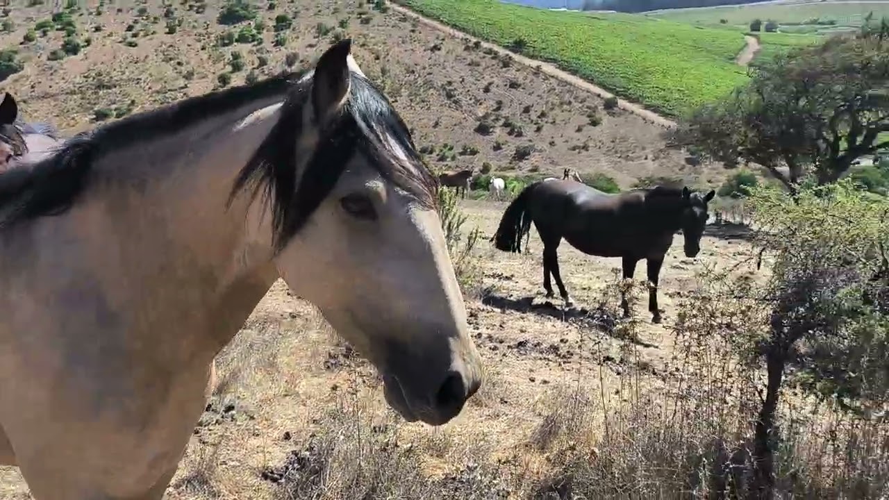 La baya coipa Paicaví  Piuricia III en el cerro y encontrándonos luego de más de un año.