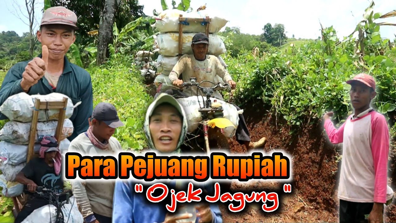 Para Pejuang Rupiah || OJEK JAGUNG