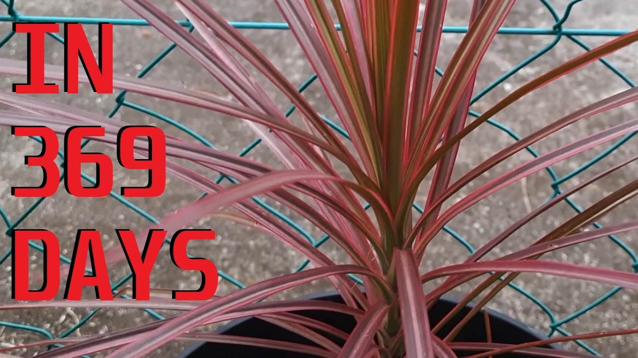 How to grow Dracaena Marginata Tricolor from cuttings