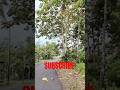 Adem dikampung #fypシ #shorts #subscribe
