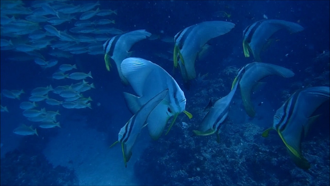 Research experience with the Marine Megafauna Foundation - YouTube