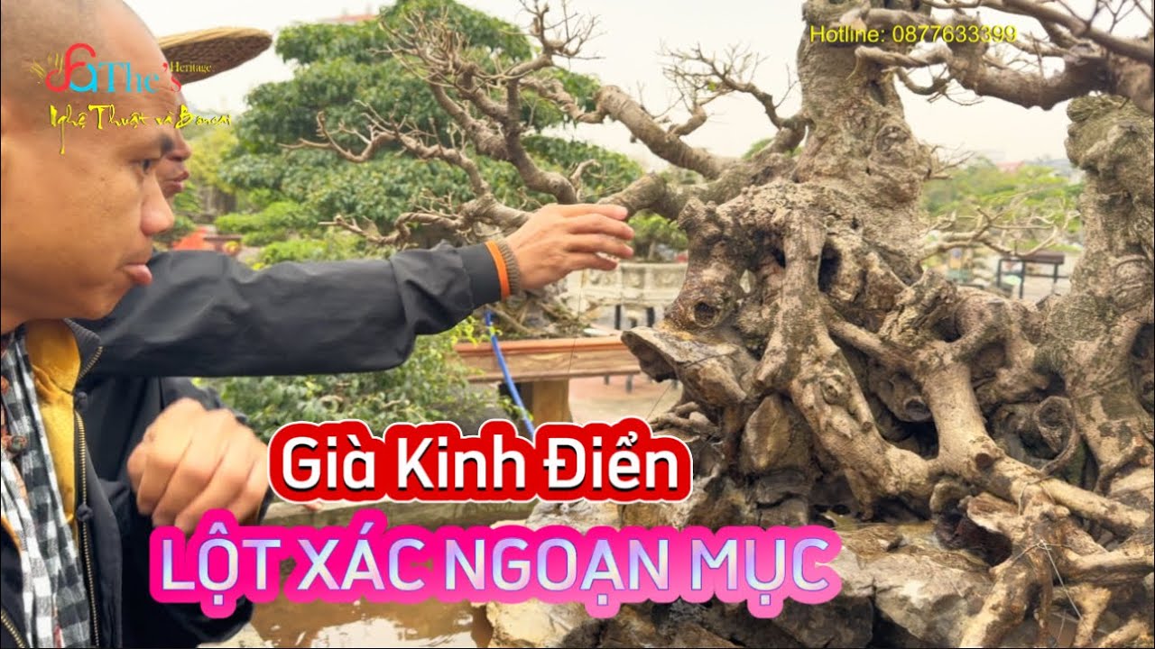Lột xác NGOẠN MỤC và lên tiền cây Sanh Già Cổ sau khi được nghệ nhân Hoàn Đá thổi hồn