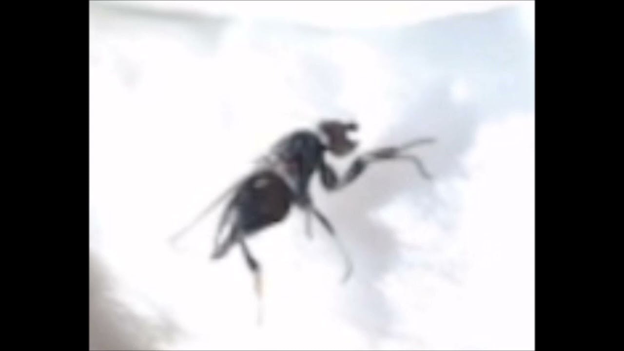 Syrsa - Hypt - Black Death