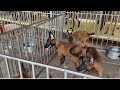Trại chó giống becgie - Thái Bình đang phát trực tiếp!